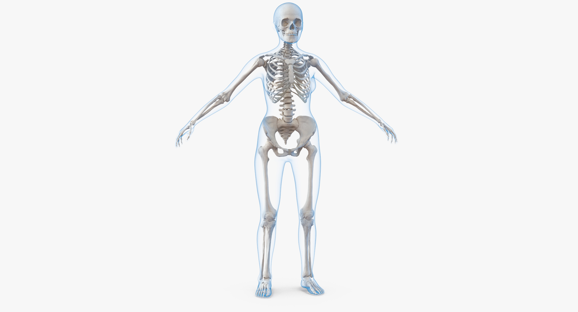 3D model Female Body with Skeleton
