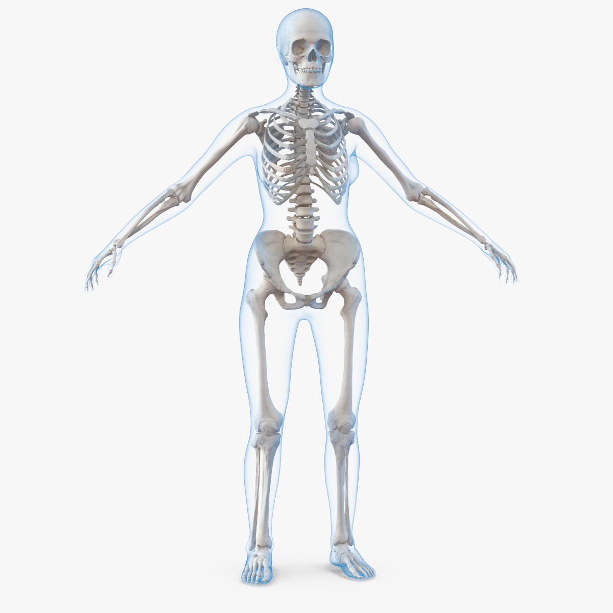 Female Body with Skeleton, view 5