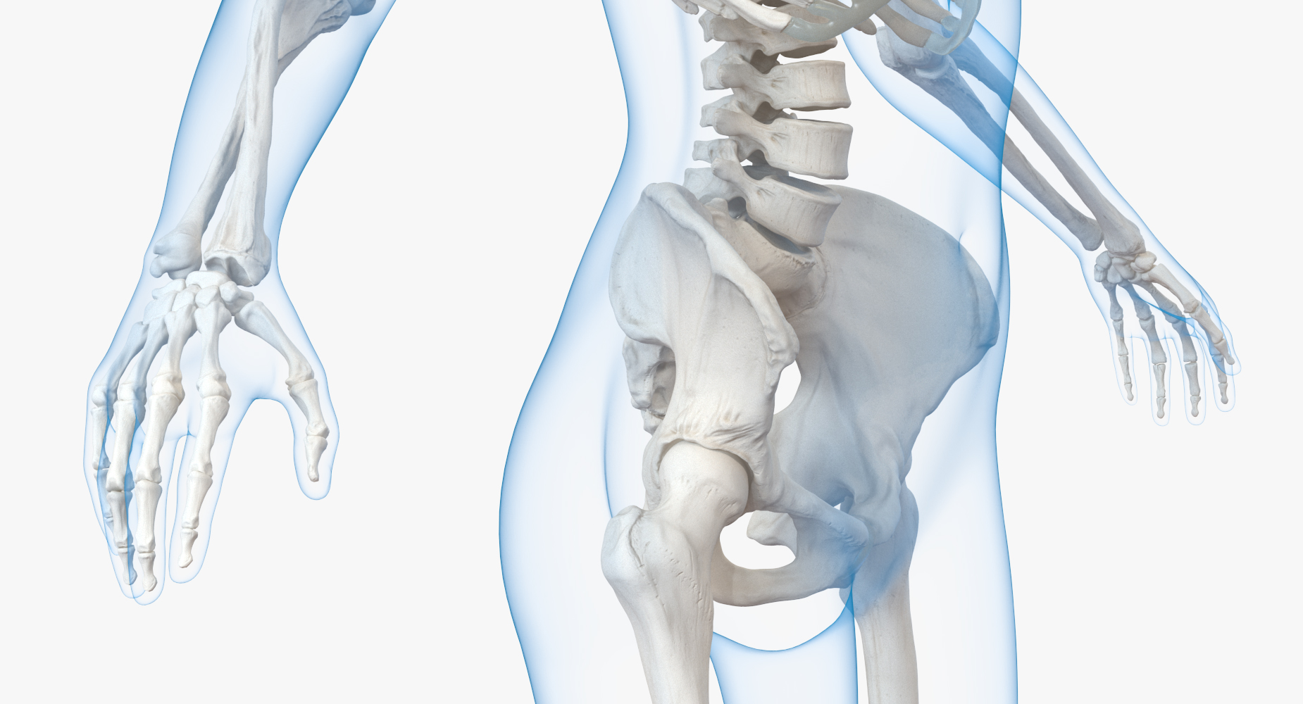 3D model Female Body with Skeleton