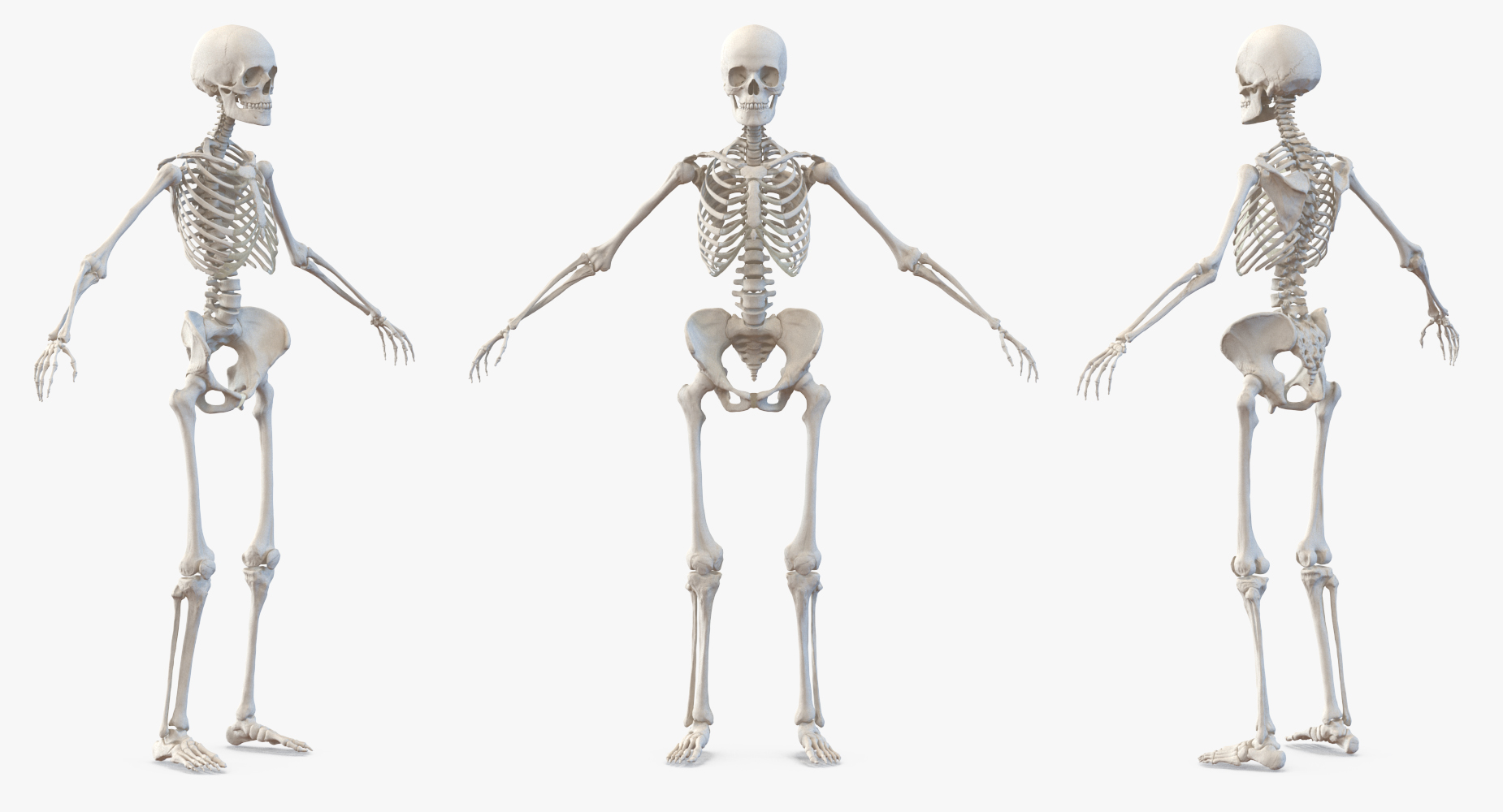 3D model Female Body with Skeleton
