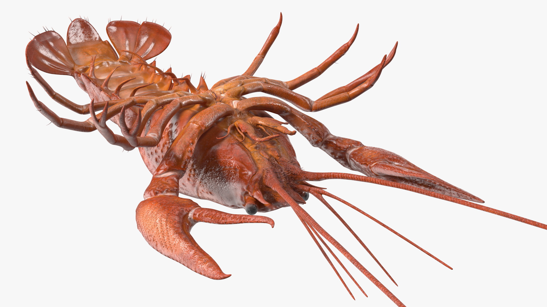 3D model Boiled Crayfish