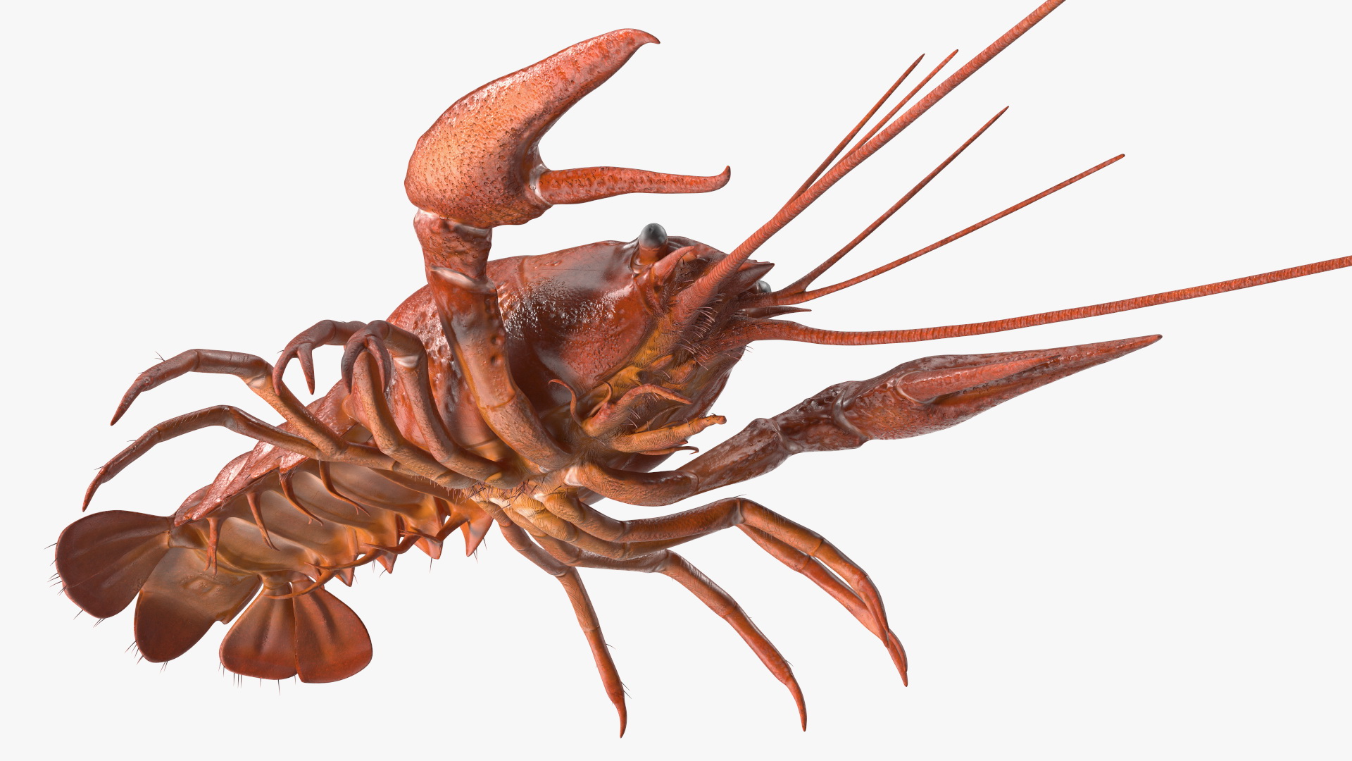 3D model Boiled Crayfish