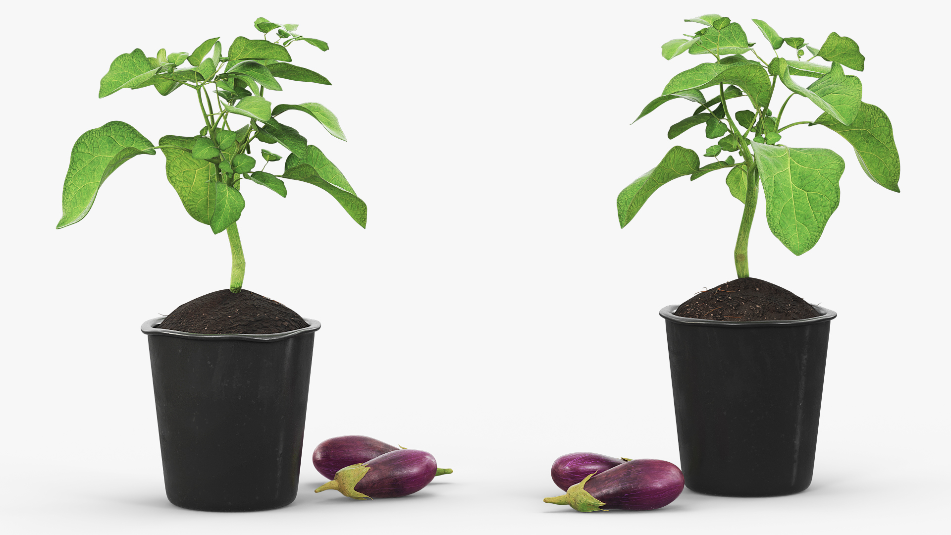 Eggplant Plant in Plastic Pot Green
