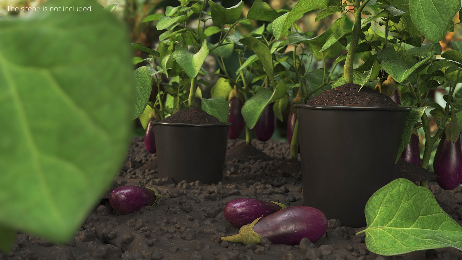 Eggplant Plant in Plastic Pot Green