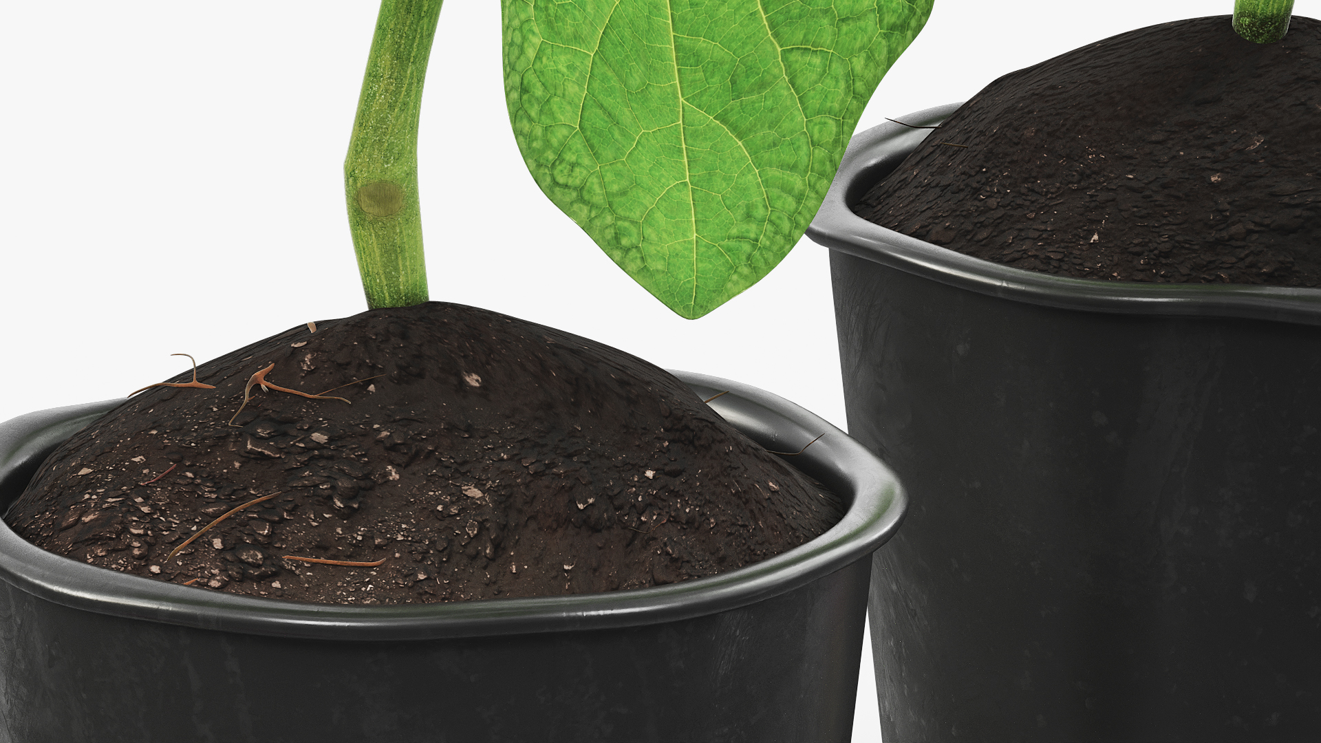 Eggplant Plant in Plastic Pot Green, view 4