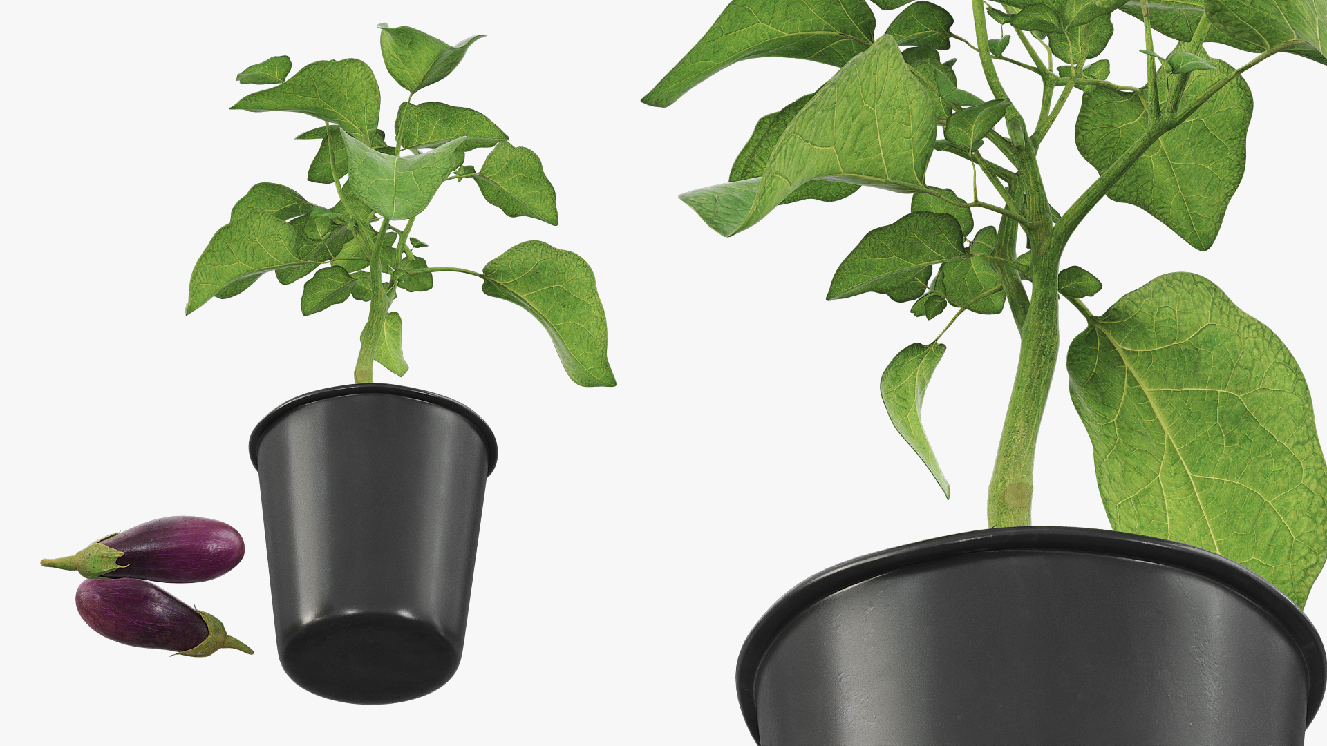 Eggplant Plant in Plastic Pot Green, view 3