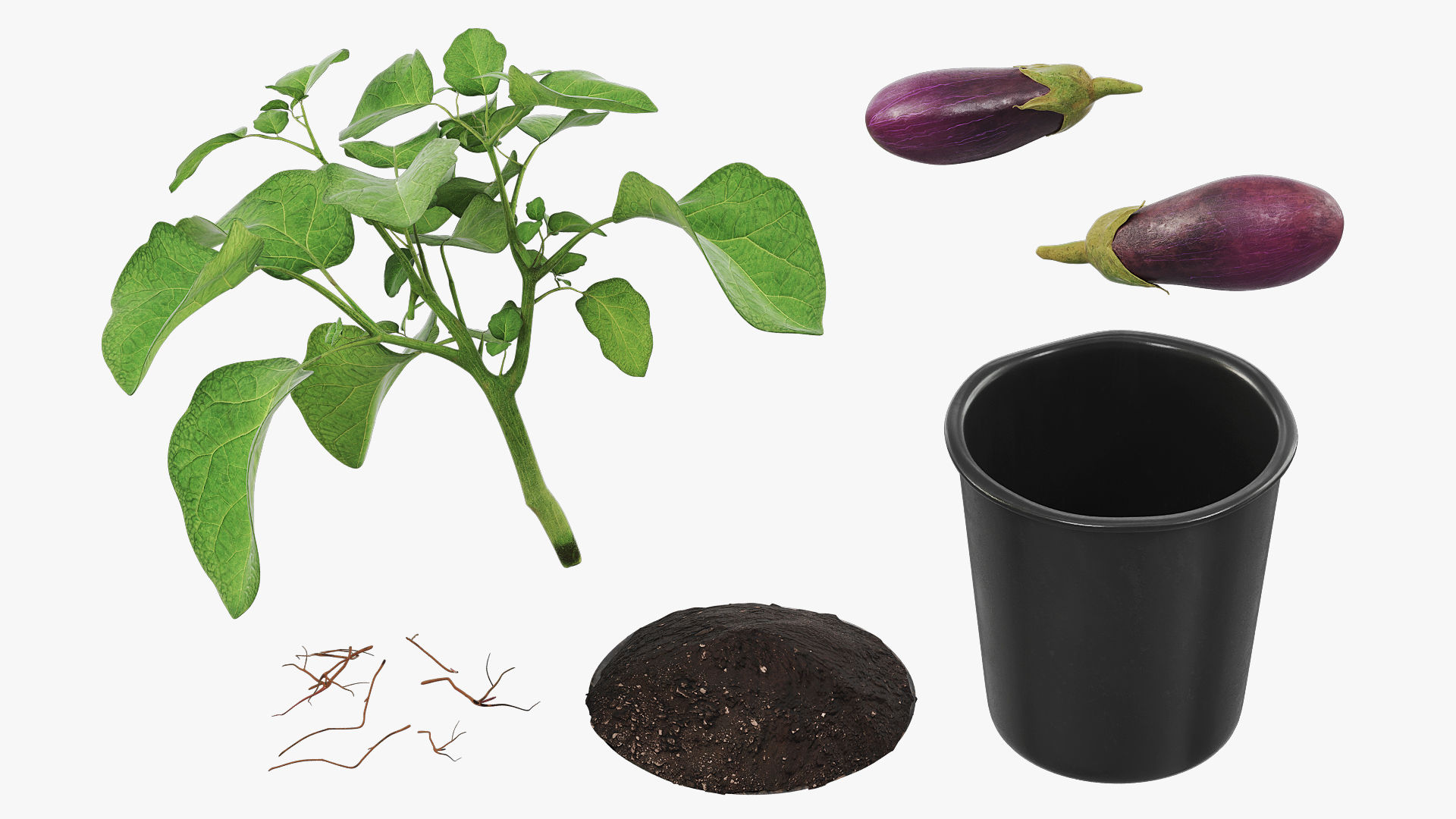 Eggplant Plant in Plastic Pot Green, view 5