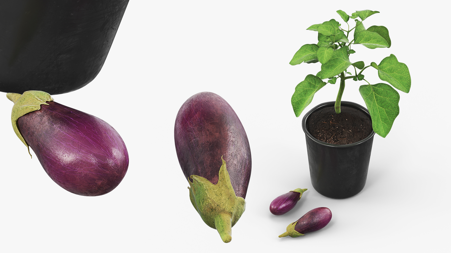 Eggplant Plant in Plastic Pot Green, view 2