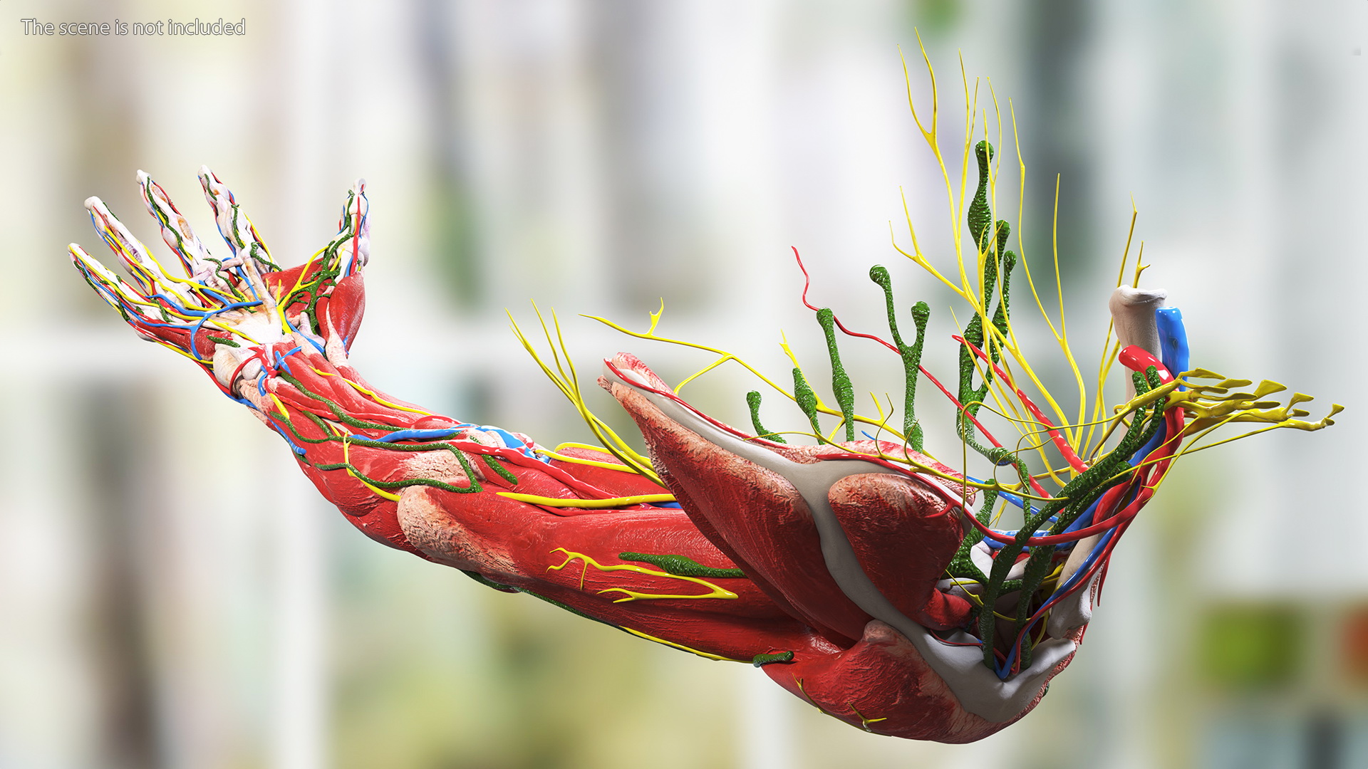 3D Girl Arm Anatomy