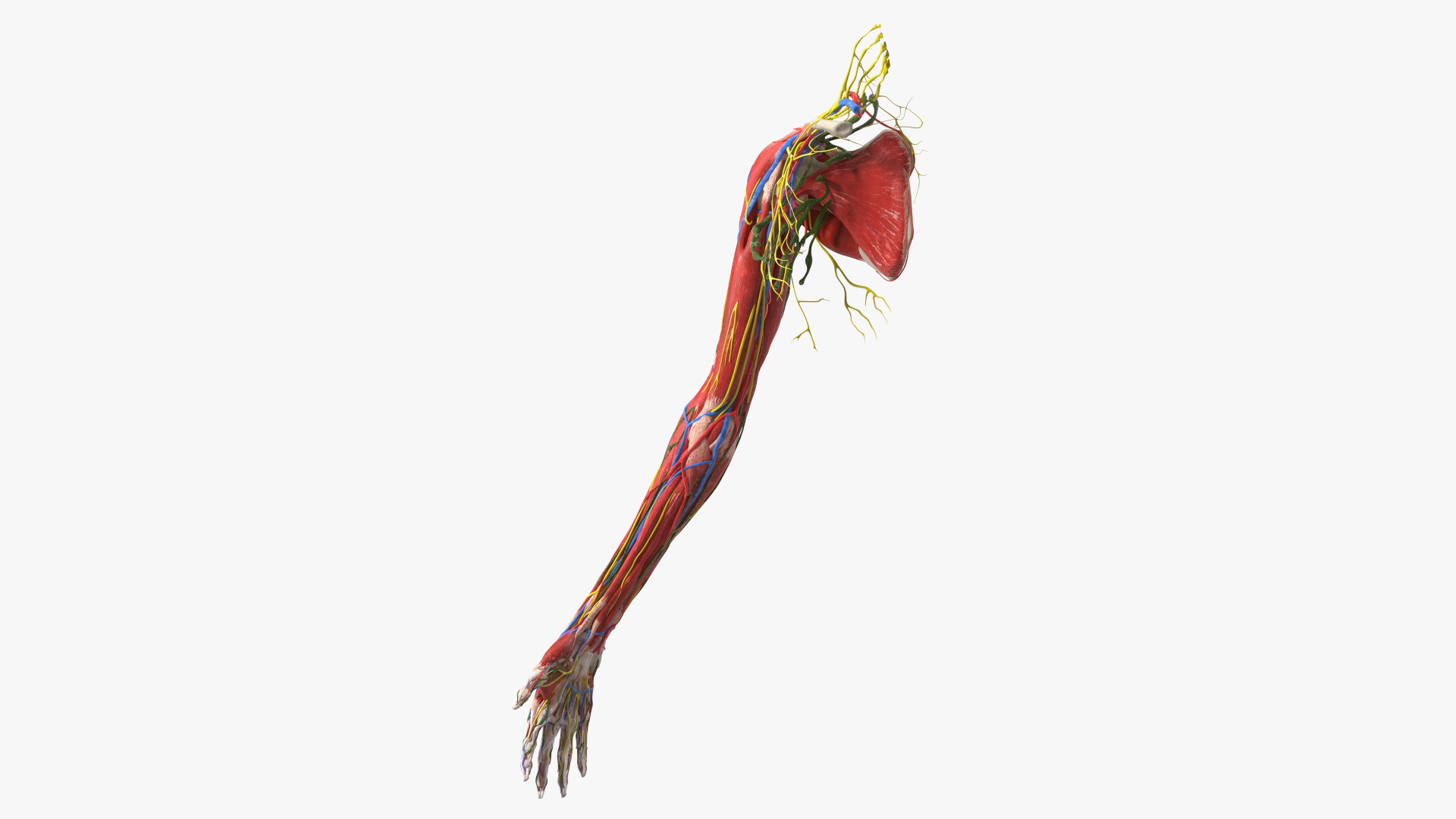 3D Girl Arm Anatomy