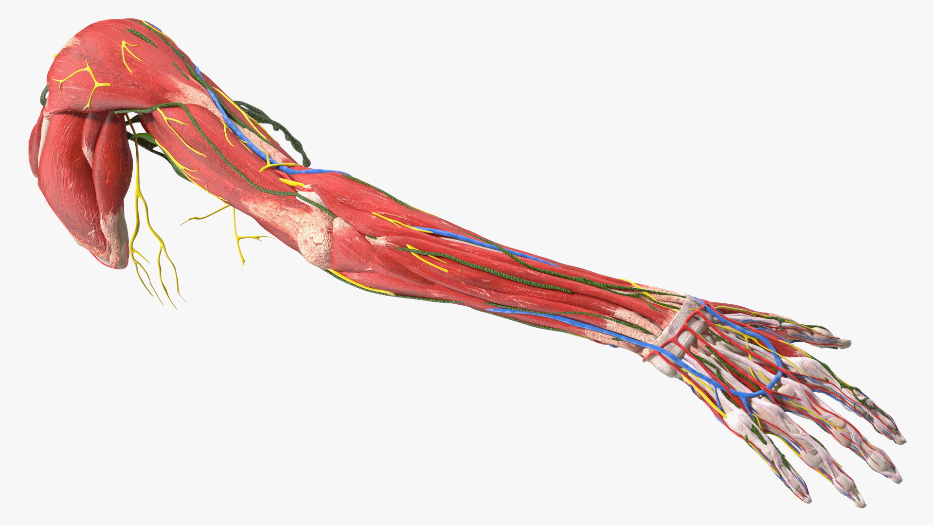3D Girl Arm Anatomy