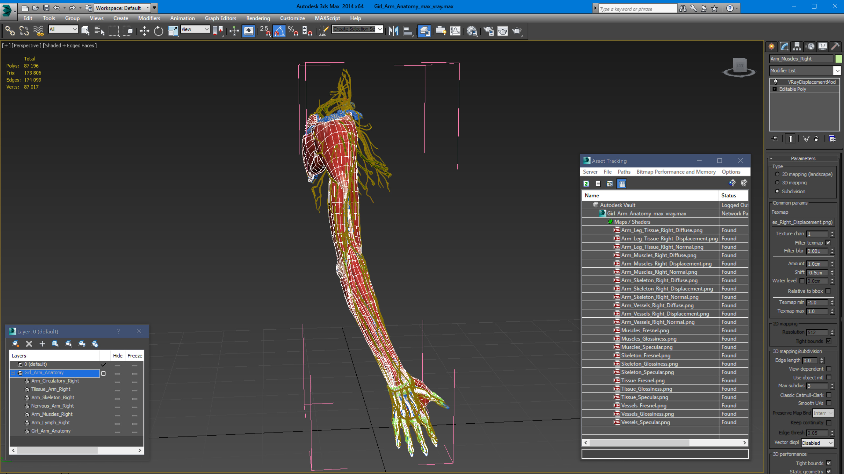 3D Girl Arm Anatomy