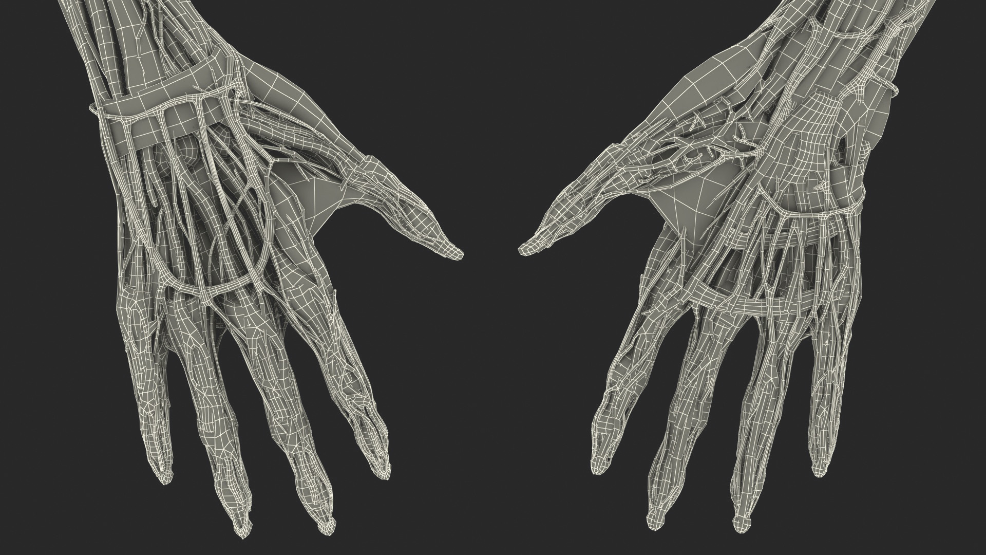 3D Girl Arm Anatomy