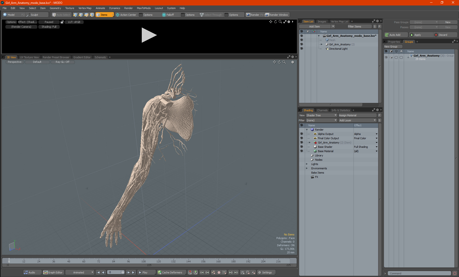 3D Girl Arm Anatomy