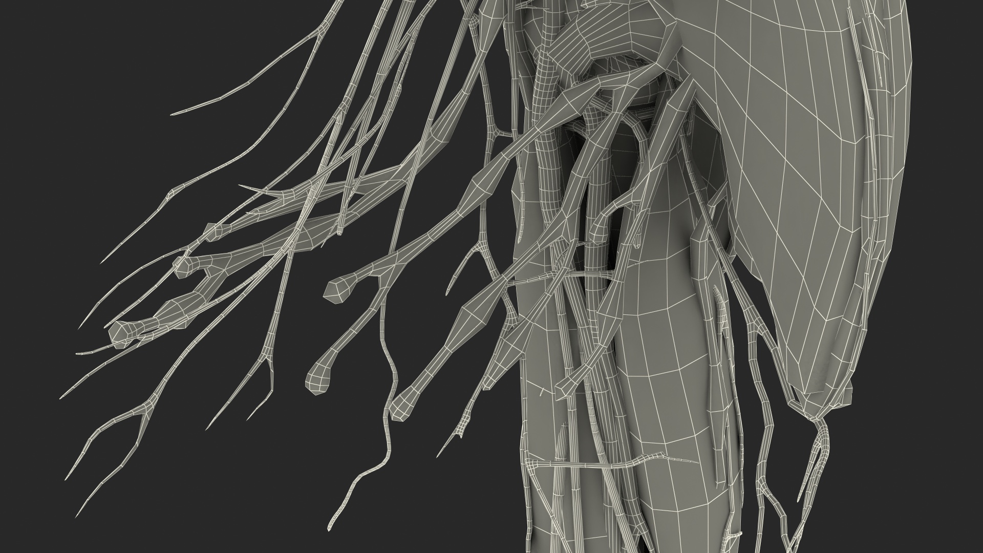 3D Girl Arm Anatomy