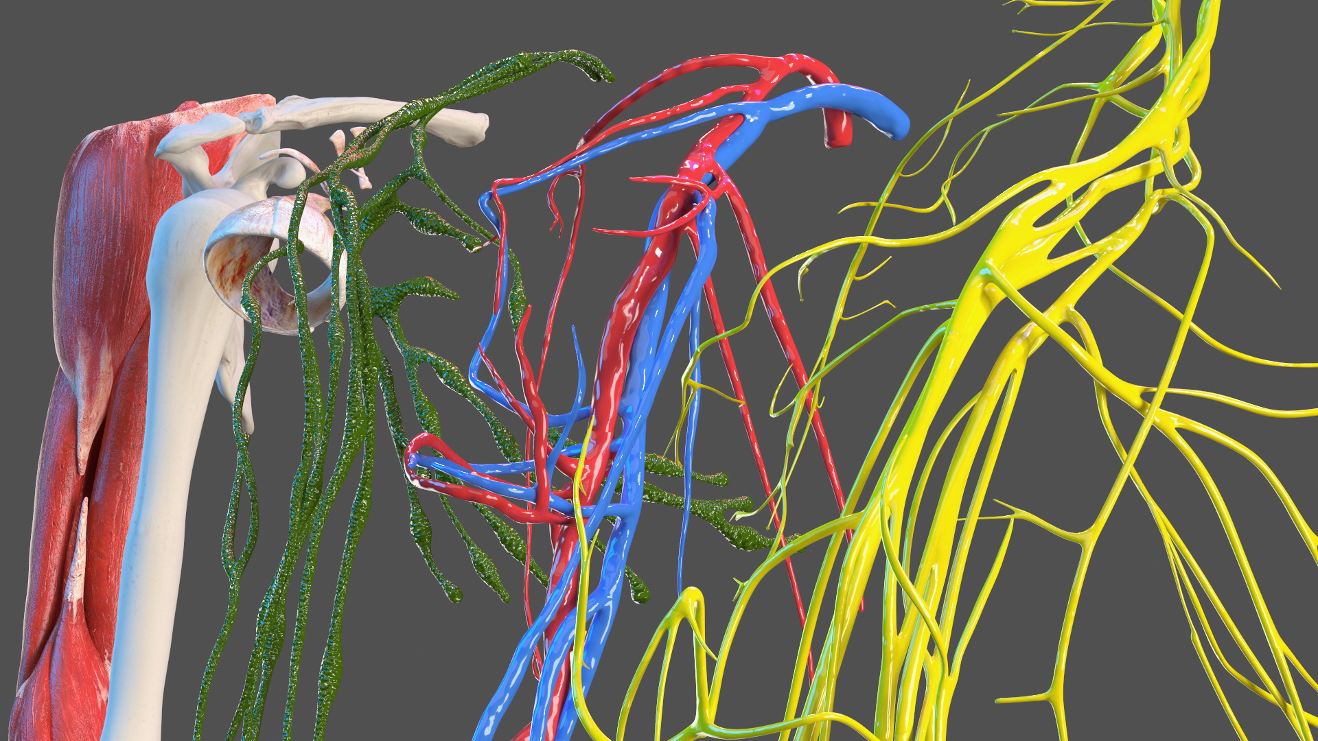 3D Girl Arm Anatomy