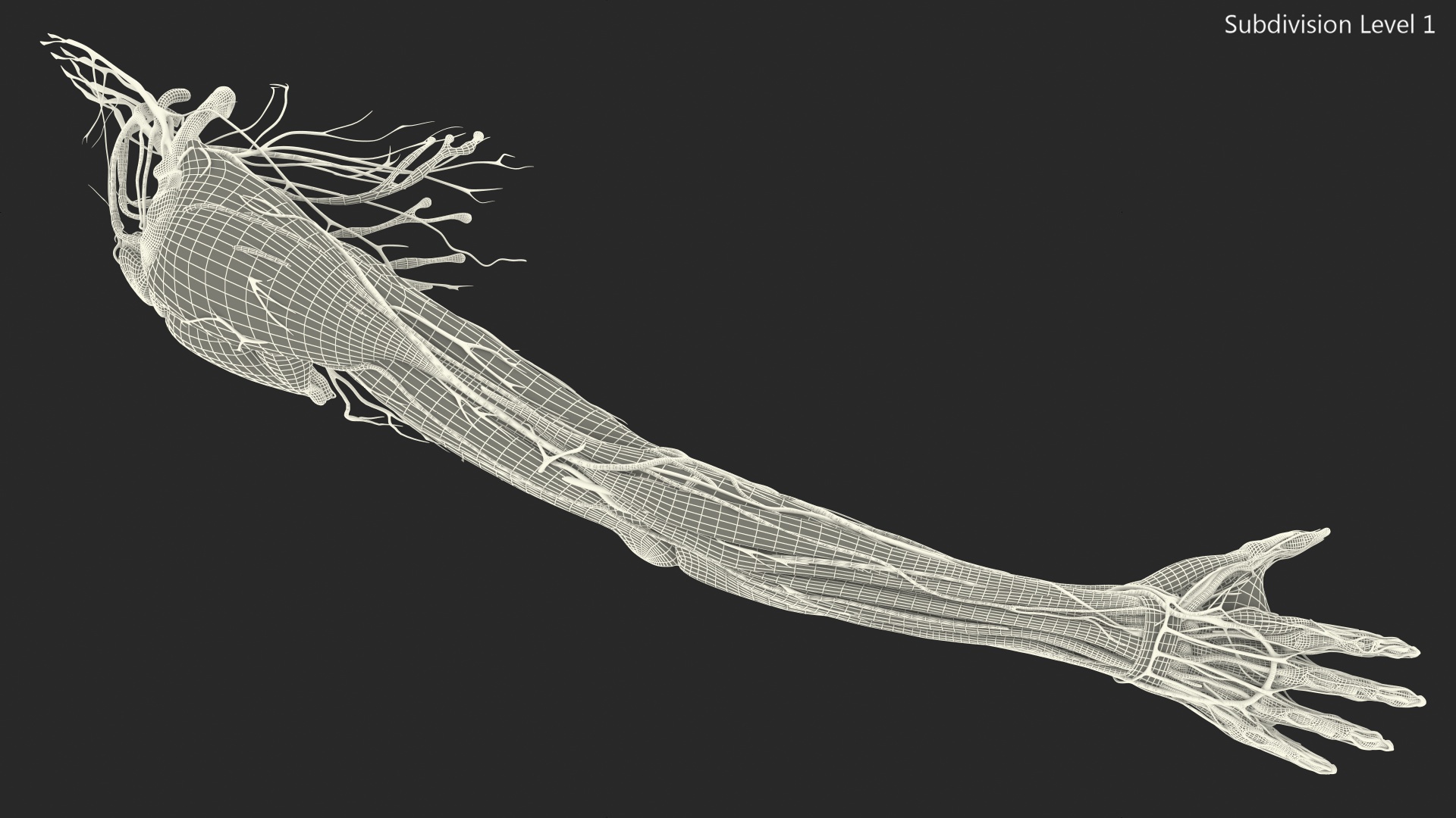 3D Girl Arm Anatomy