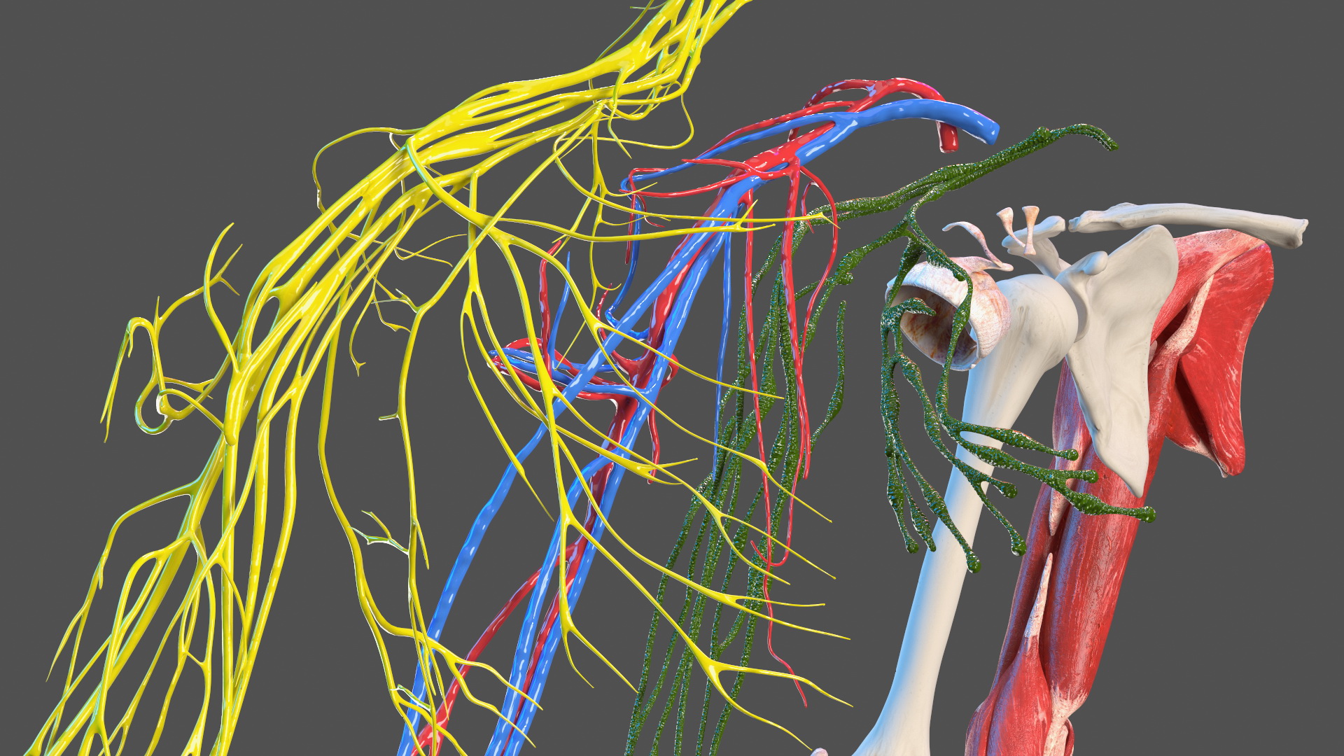 3D Girl Arm Anatomy
