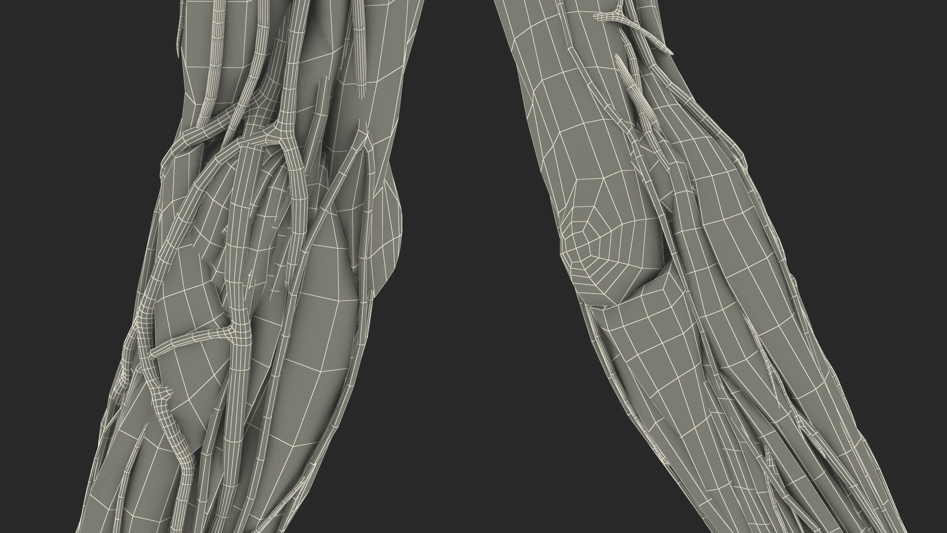 3D Girl Arm Anatomy