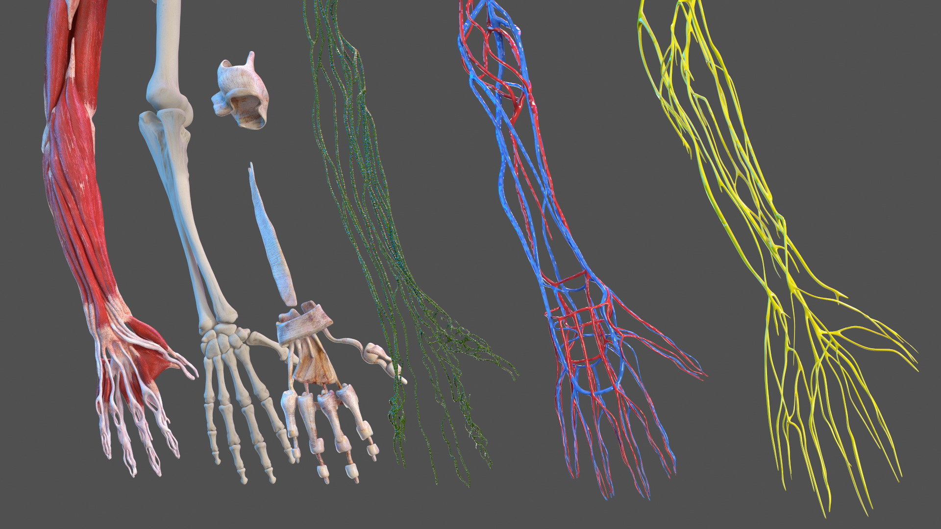 3D Girl Arm Anatomy