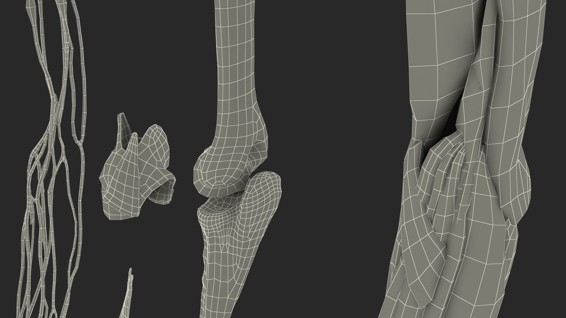 3D Girl Arm Anatomy