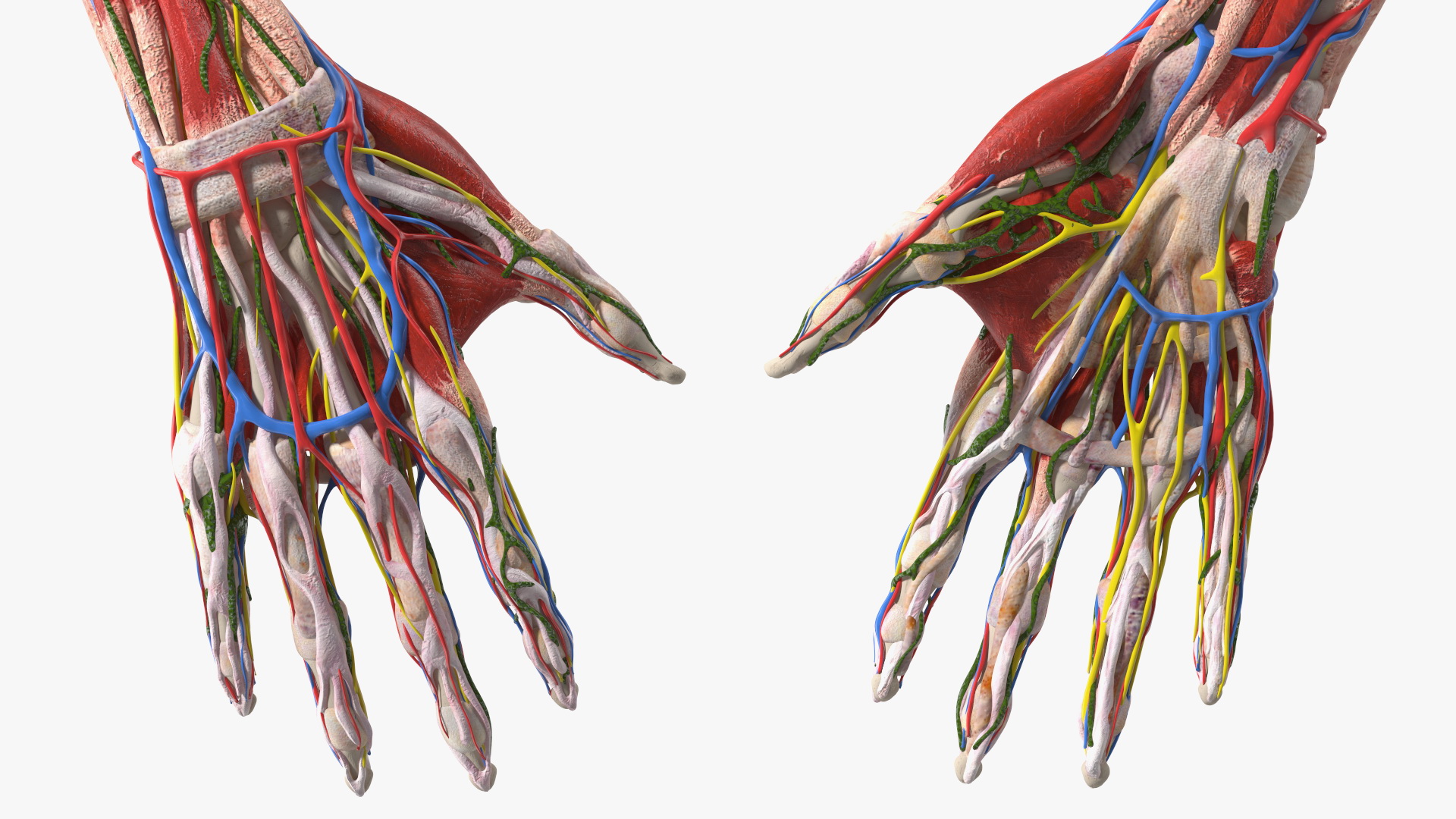 3D Girl Arm Anatomy