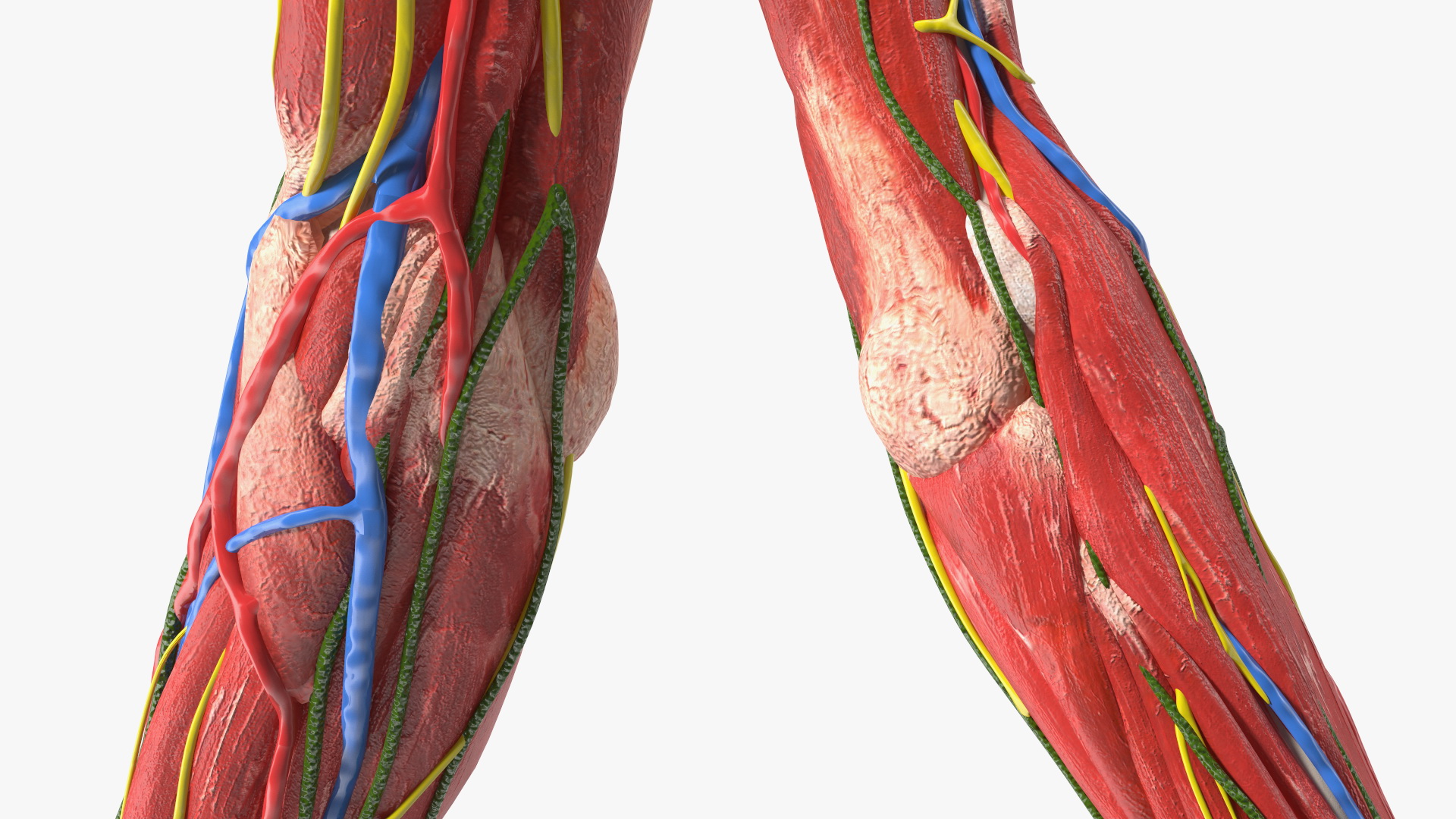 3D Girl Arm Anatomy