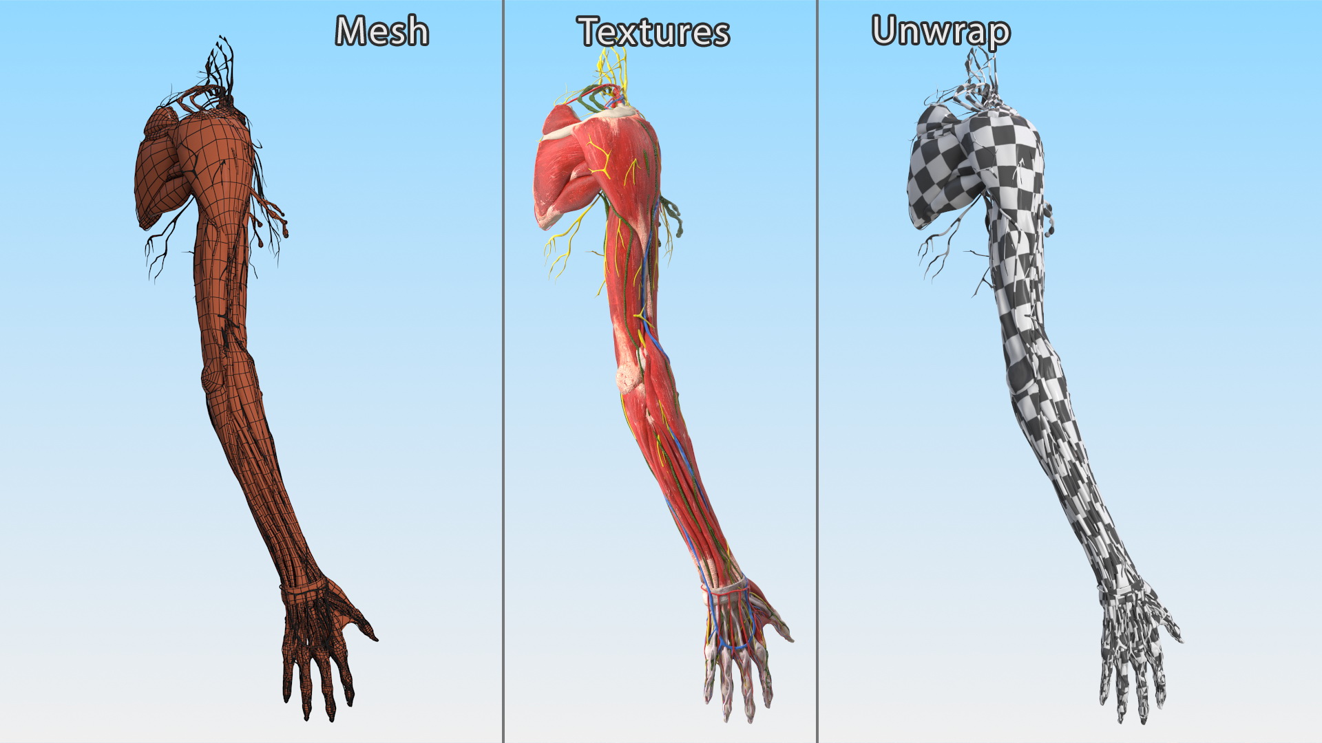 3D Girl Arm Anatomy