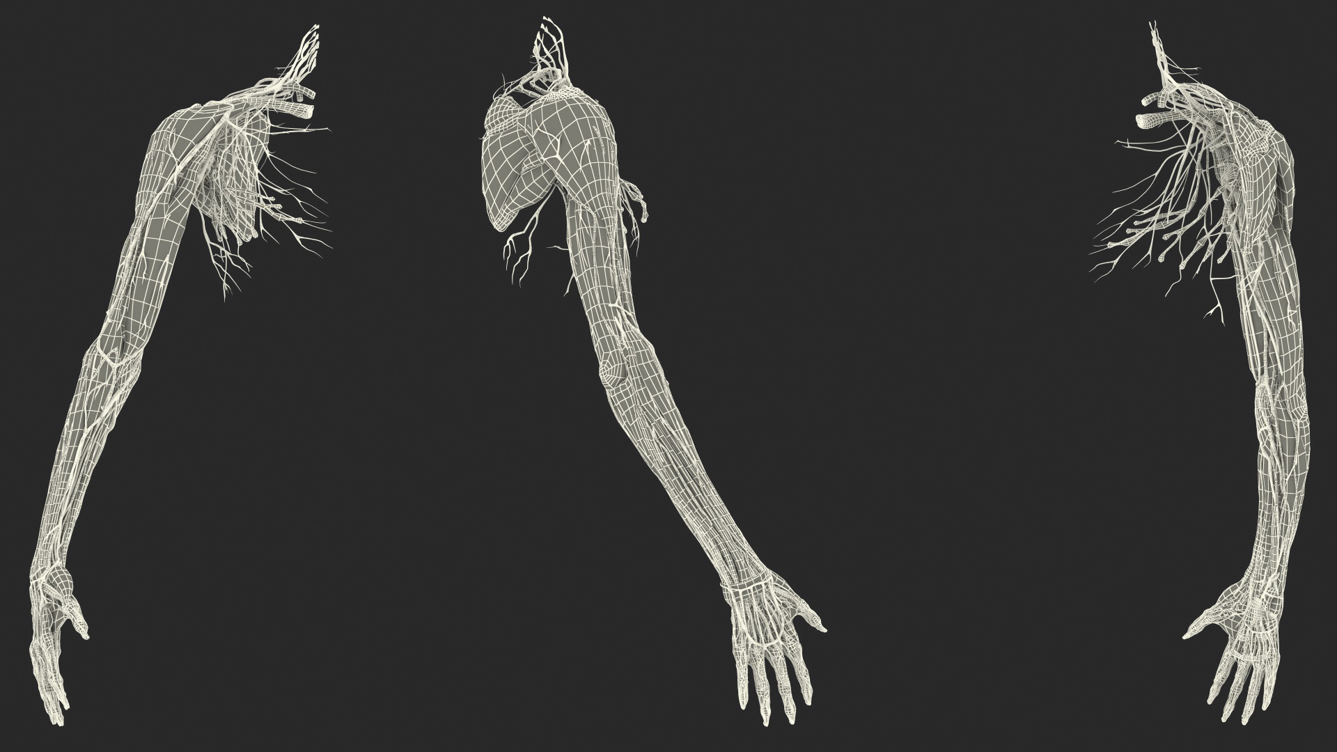 3D Girl Arm Anatomy