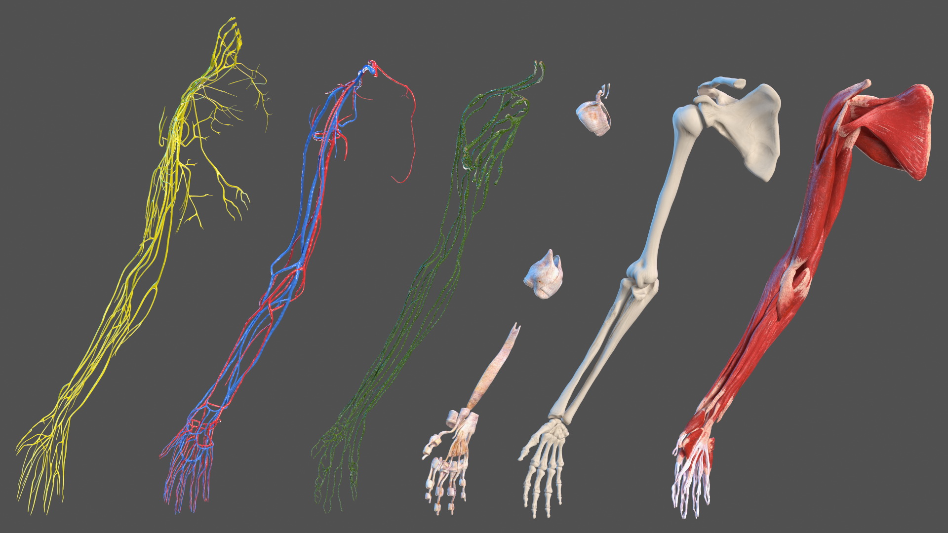 3D Girl Arm Anatomy