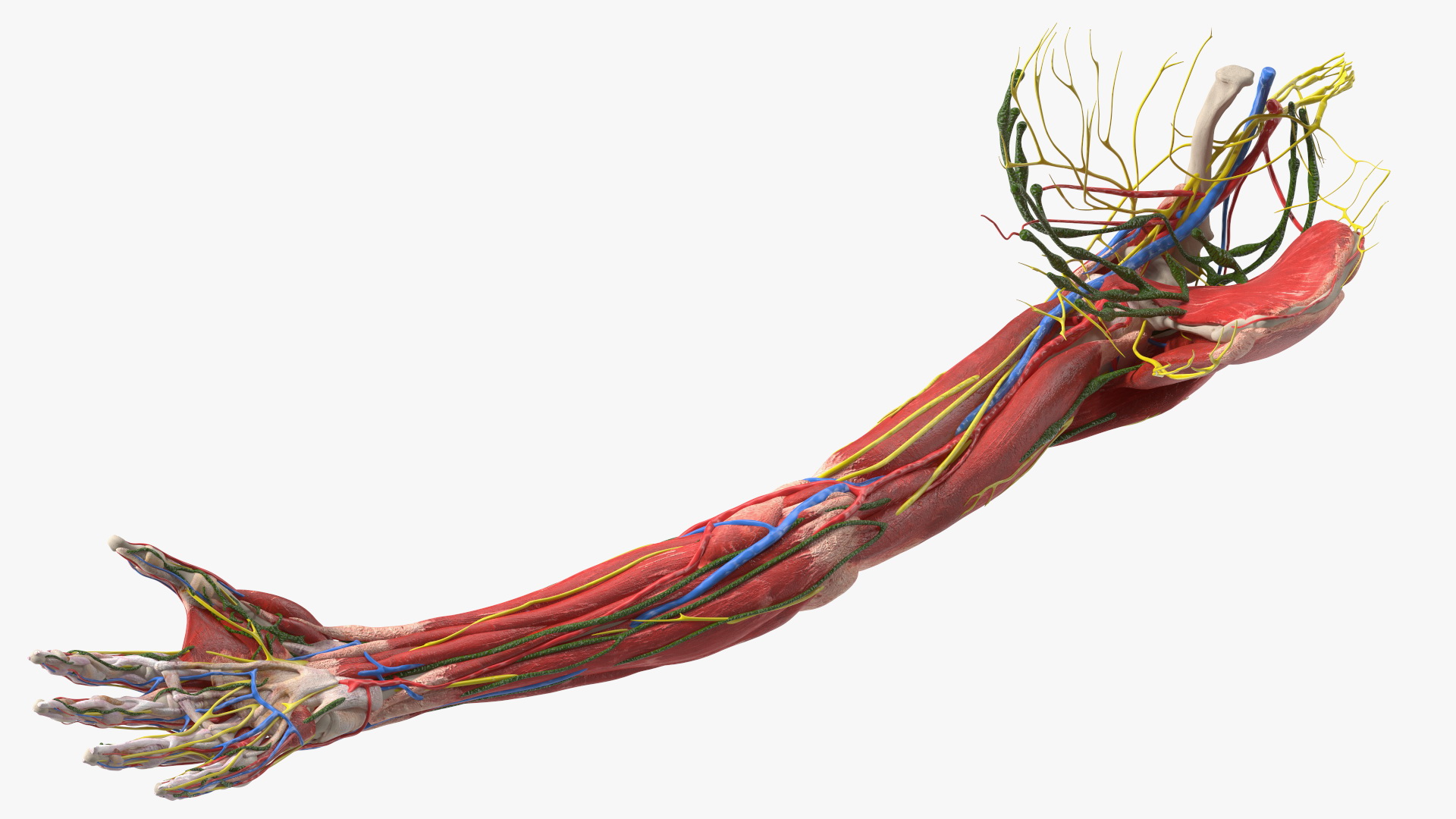 3D Girl Arm Anatomy