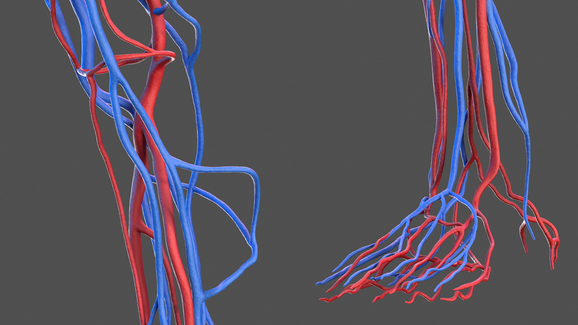 3D Male Skeleton and Internal Organs Anatomy