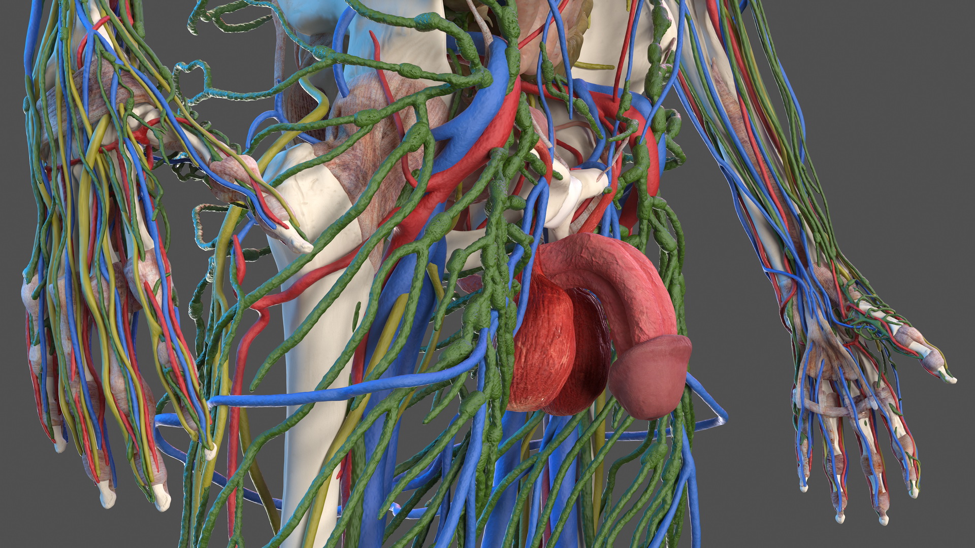 3D Male Skeleton and Internal Organs Anatomy
