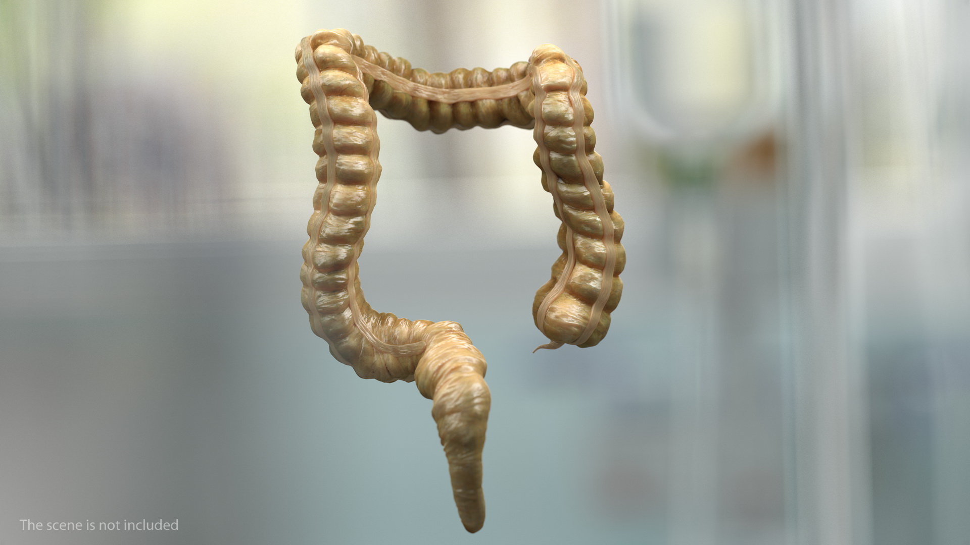 3D Male Skeleton and Internal Organs Anatomy