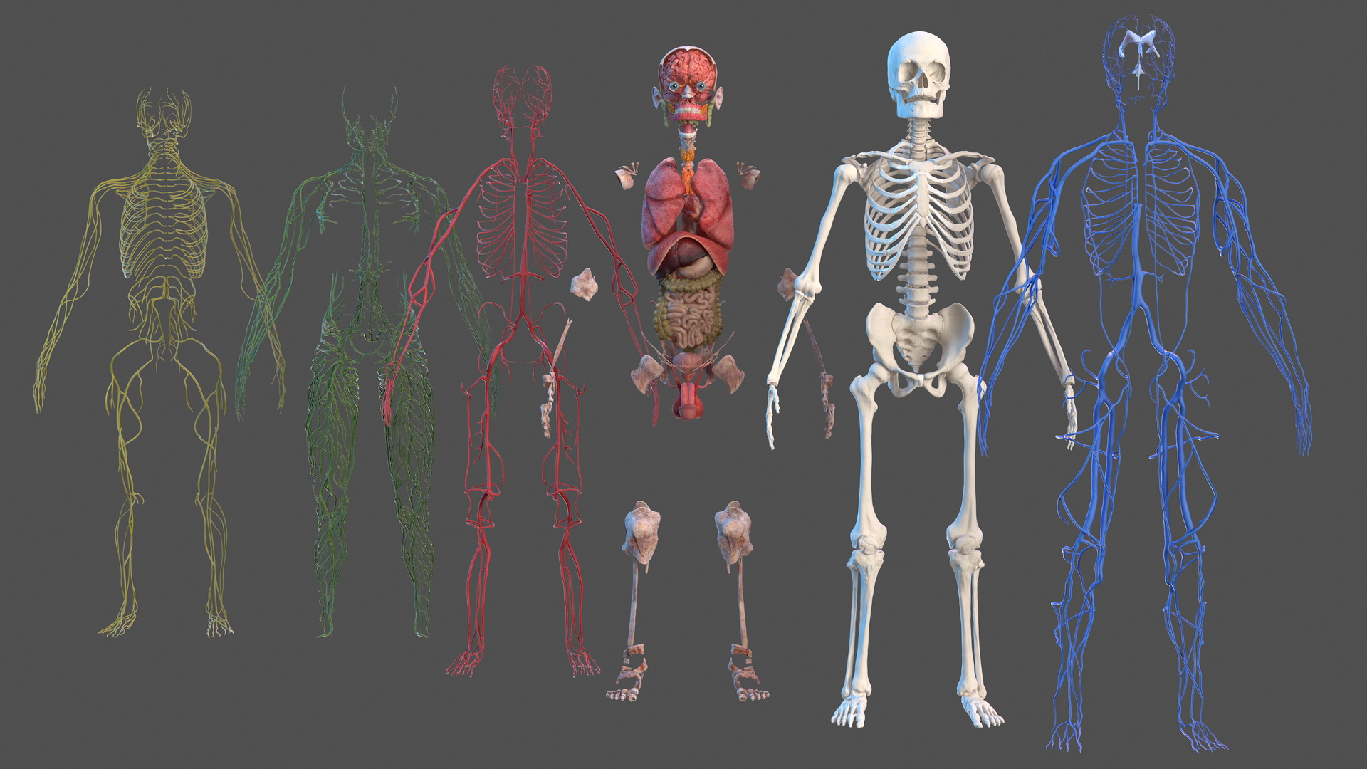 3D Male Skeleton and Internal Organs Anatomy