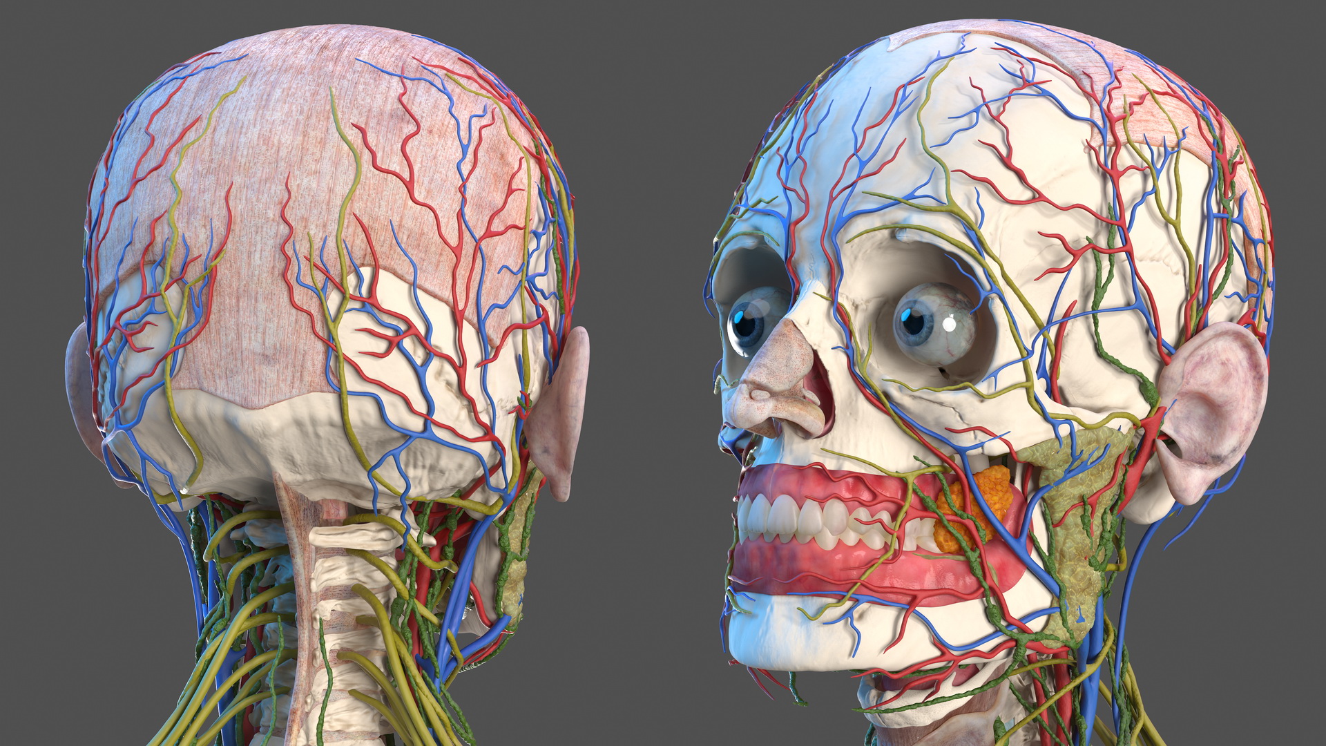 3D Male Skeleton and Internal Organs Anatomy