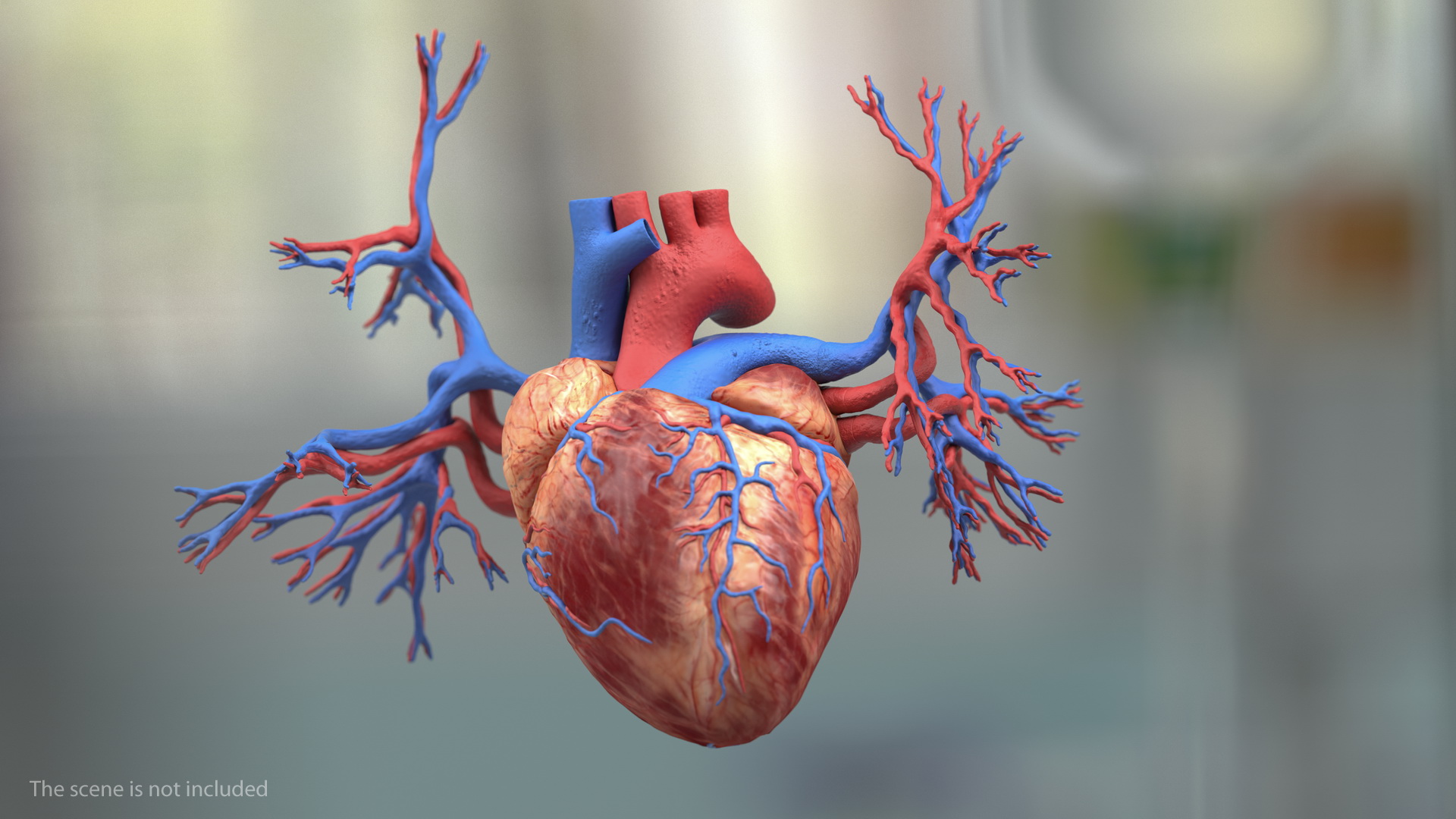 3D Male Skeleton and Internal Organs Anatomy