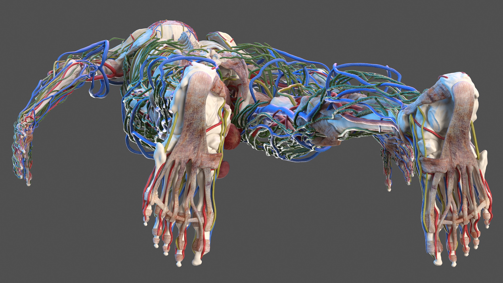 3D Male Skeleton and Internal Organs Anatomy