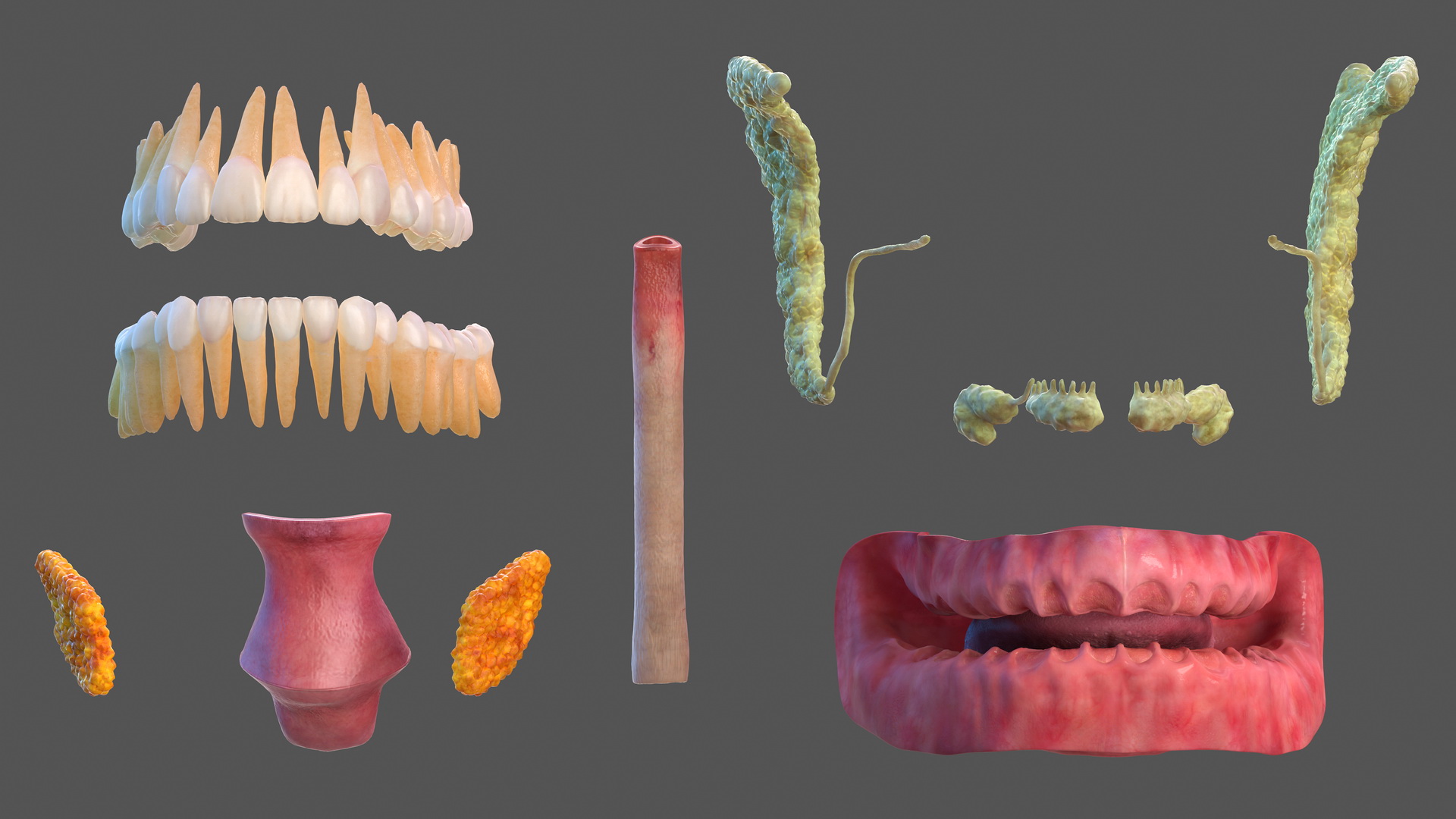 3D Male Skeleton and Internal Organs Anatomy