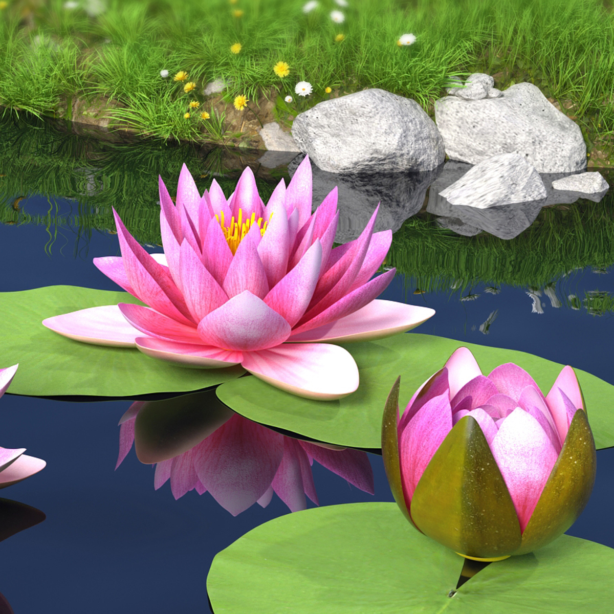 Nymphaea Siam Purple Leaf Set