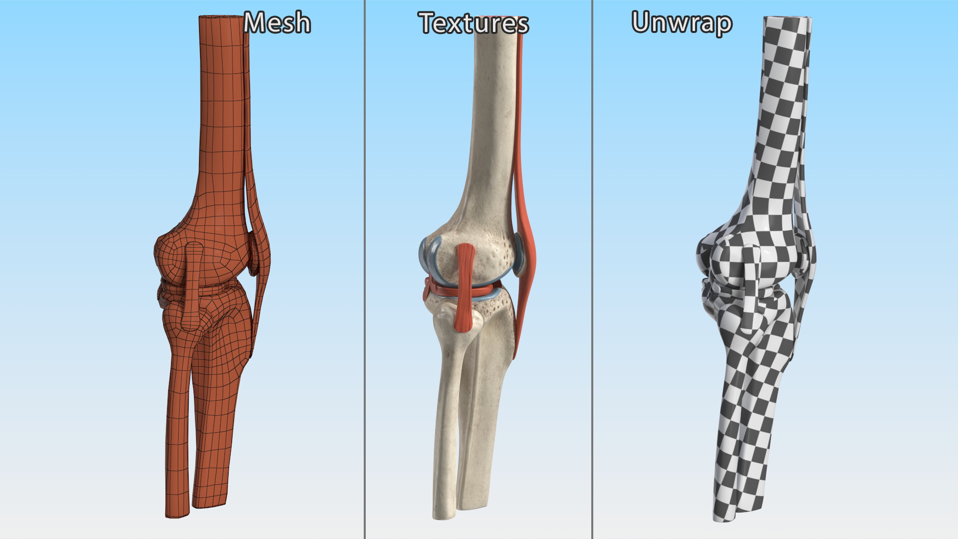 Knee Joint Model Unbent State 3D model
