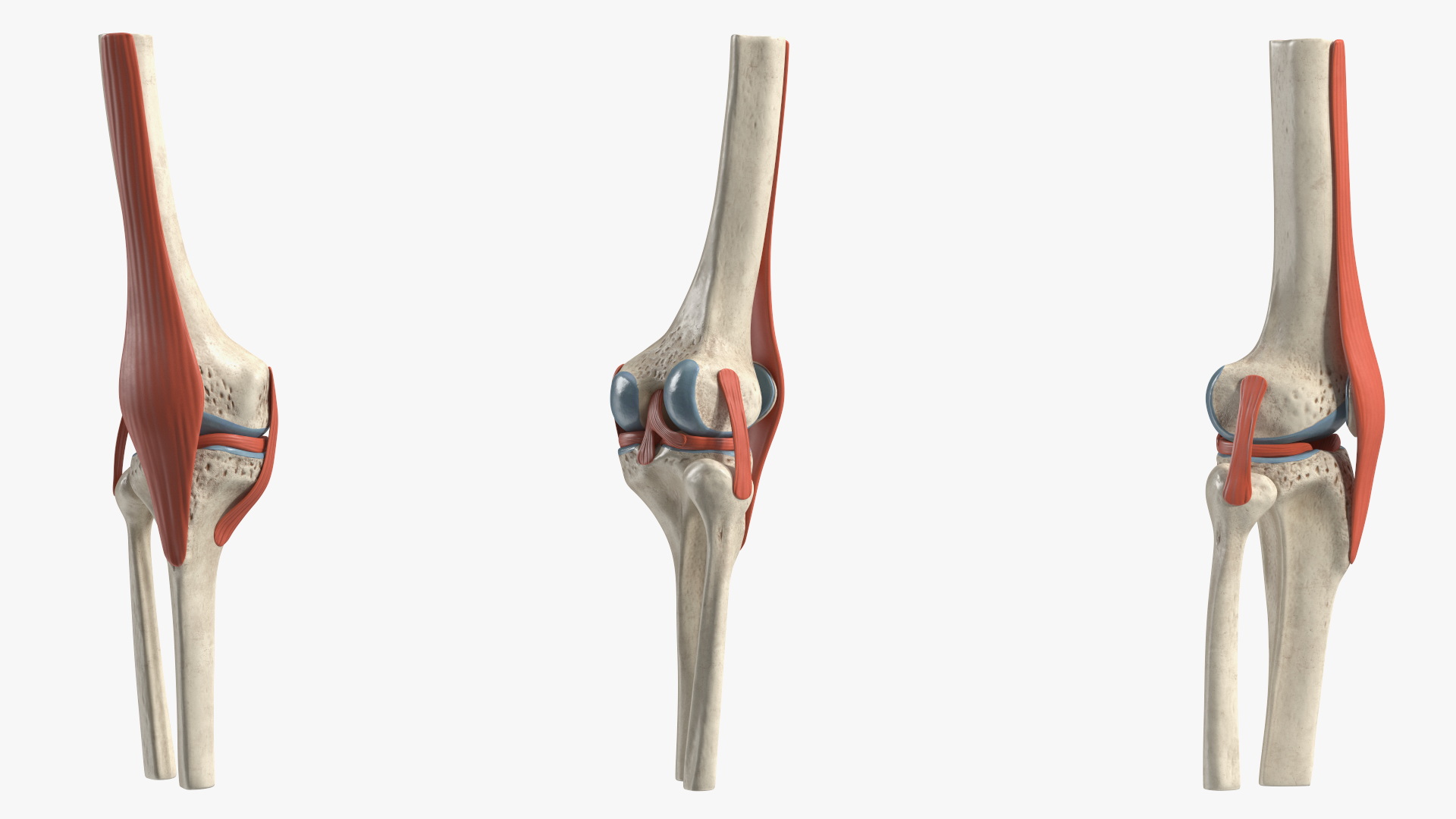 Knee Joint Model Unbent State 3D model