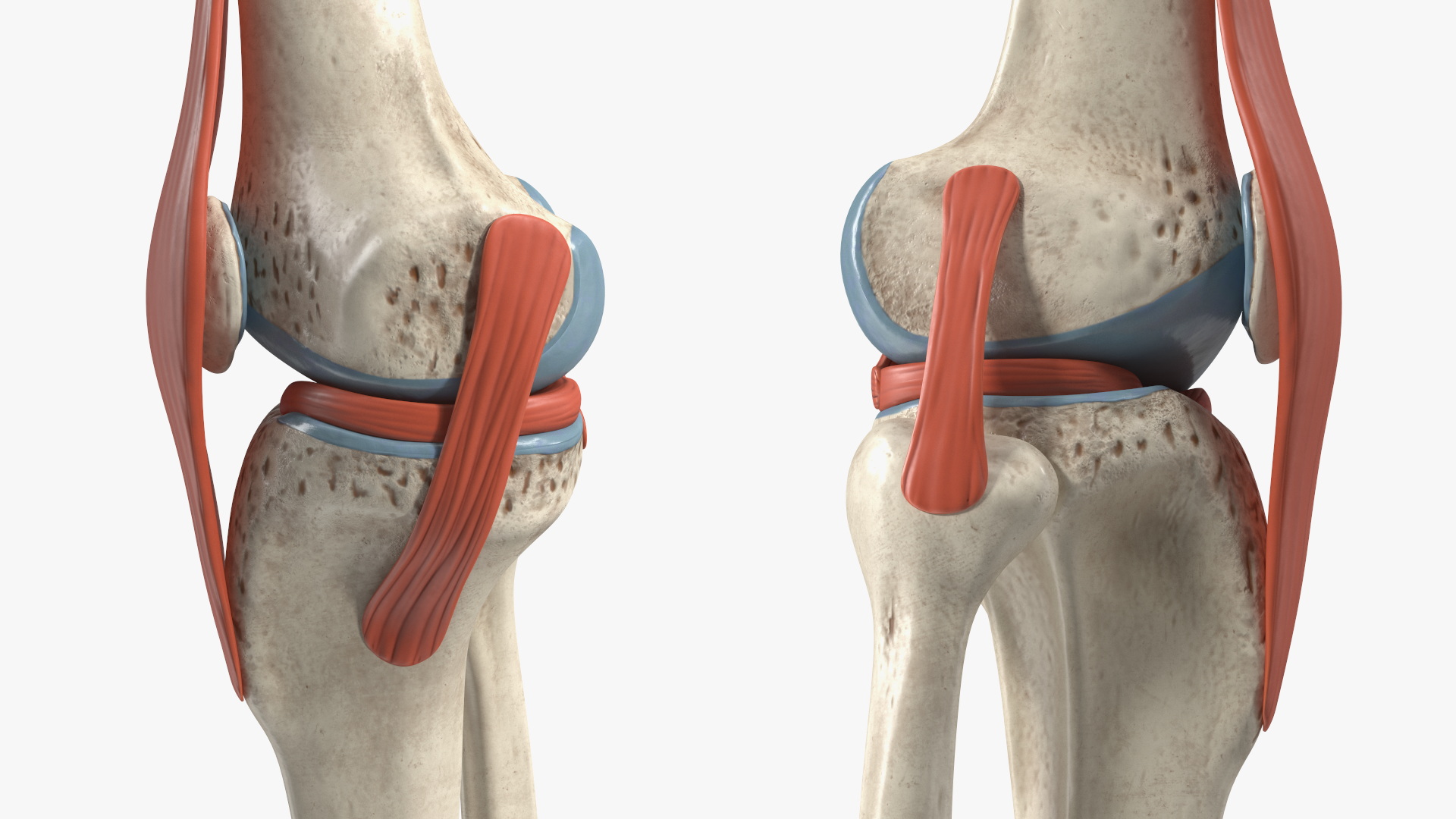 Knee Joint Model Unbent State 3D model