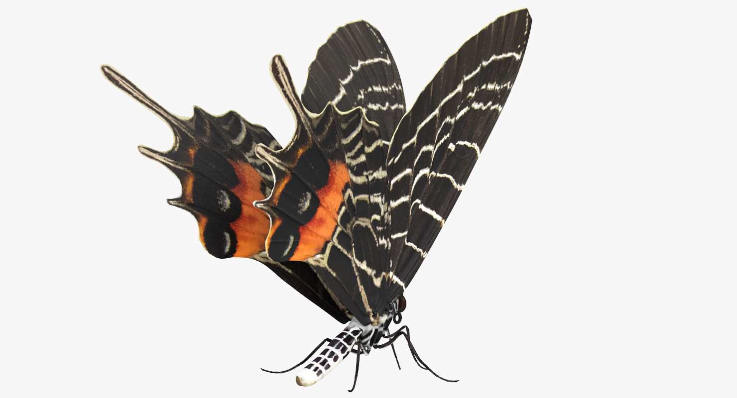 3D model Bhutanitis Lidderdalii Sitting Pose
