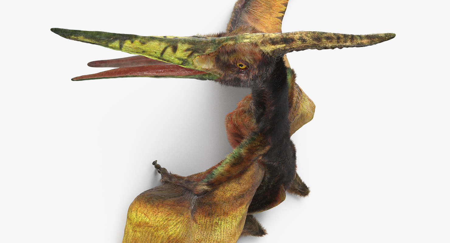 3D model Pteranodon Flying Carnivorous Reptile Standing Pose with Fur