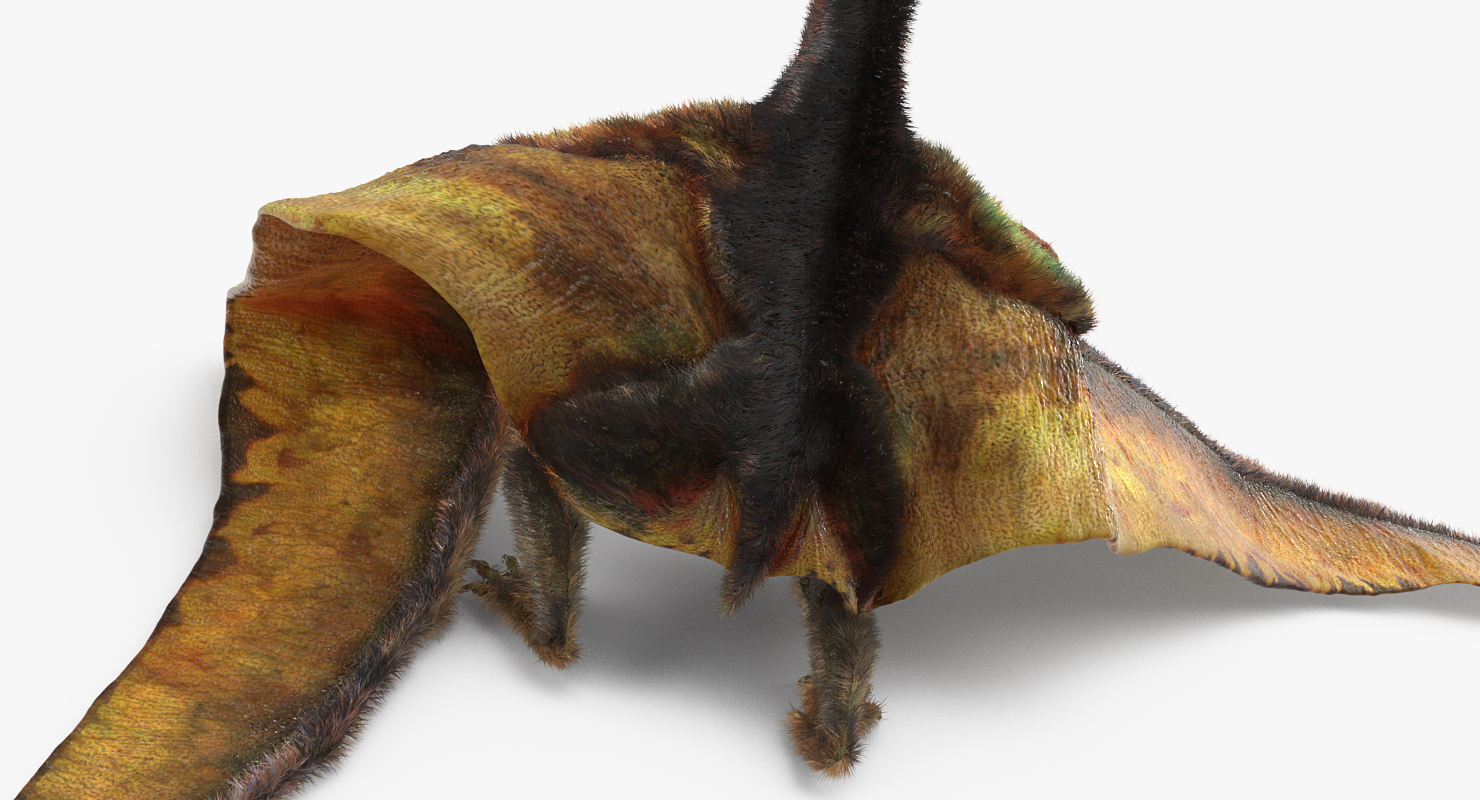 3D model Pteranodon Flying Carnivorous Reptile Standing Pose with Fur