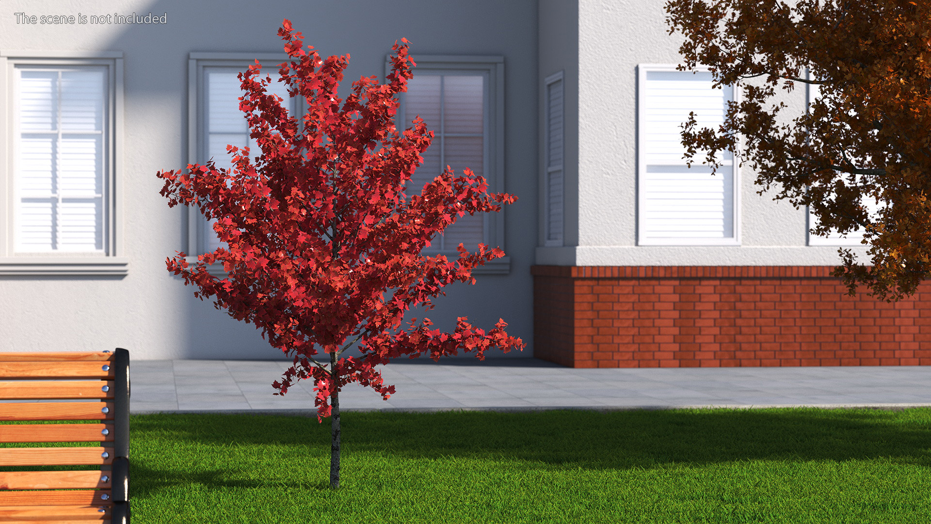 3D Autumn Young Maple Tree model