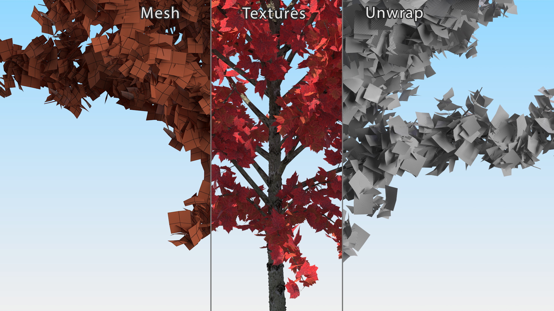 3D Autumn Young Maple Tree model
