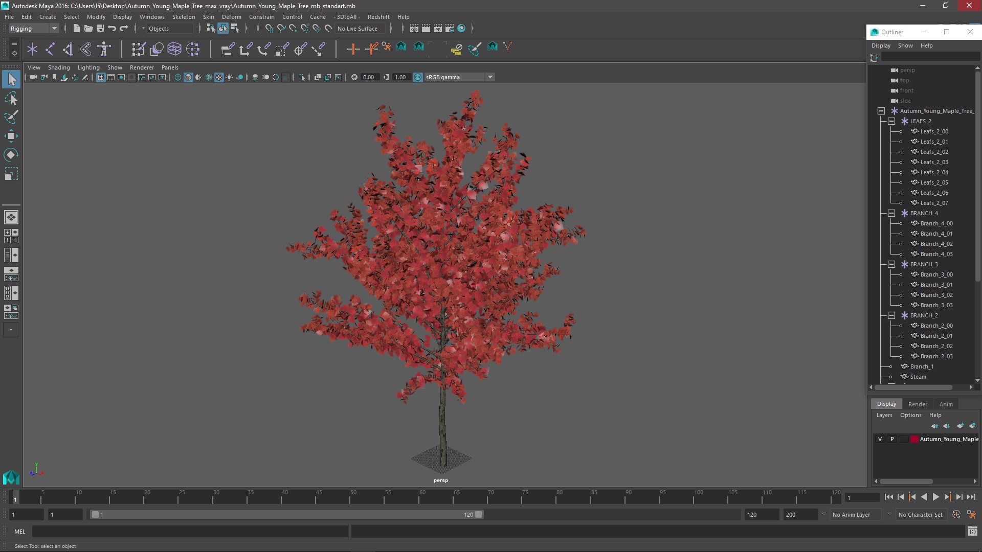 3D Autumn Young Maple Tree model