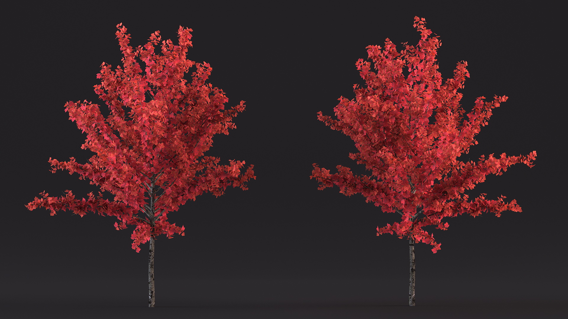 3D Autumn Young Maple Tree model